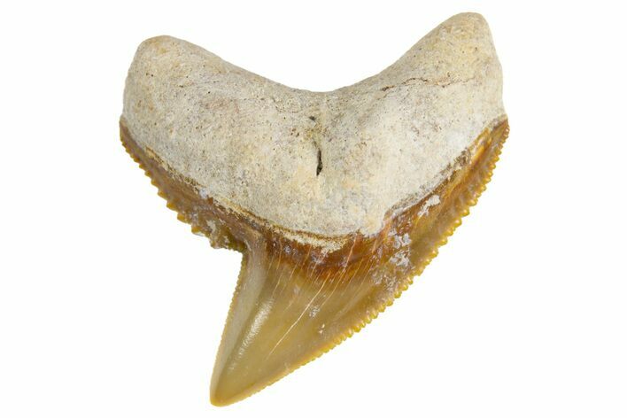 Fossil Tiger Shark (Galeocerdo) Tooth - Bone Valley, Florida #299490